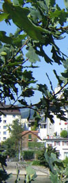 Die schöne Kleinstadt an der Aare!